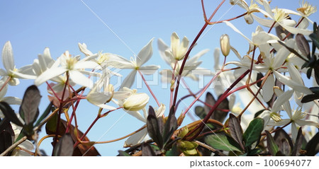 white flower clematis 100694077