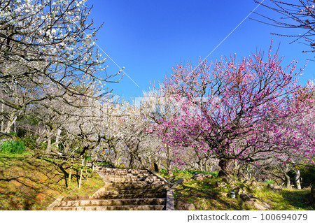 靜岡縣熱海市熱海梅園 100694079