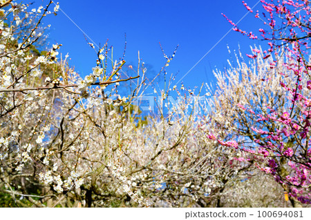 靜岡縣熱海市熱海梅園 100694081