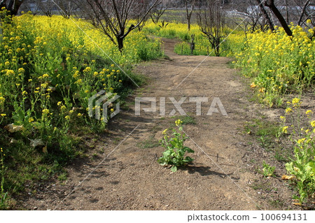 步行道上的油菜花西川花卉公園（高知縣甲南市） 100694131