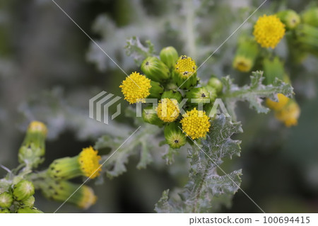 Yellow flowers of Phyllanthus perforatum blooming in a field in early spring in Japan 100694415