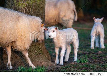 A lamb on the meadow 100694510