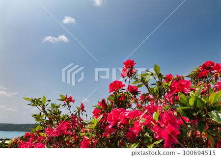 Red azalea flowers blooming in Okinawa, blue sky and sea Red azalea flowers blooming in Okinawa, blue sky and sea 100694515