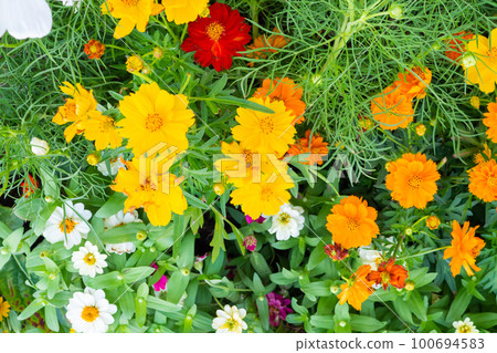 Beautiful Cosmos flower in the garden close up Beautiful Cosmos flower in the garden close up 100694583