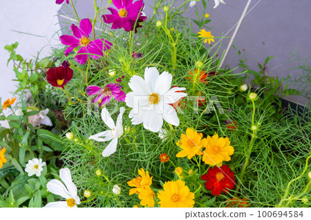 Beautiful Cosmos flower in the garden close up Beautiful Cosmos flower in the garden close up 100694584