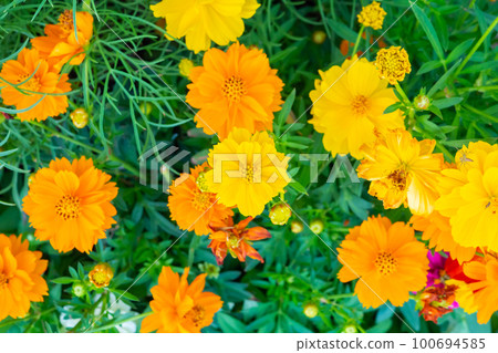 Beautiful Cosmos flower in the garden close up Beautiful Cosmos flower in the garden close up 100694585