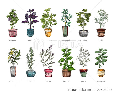 Organic culinary herbs plants in pots set sketch vector illustration isolated. Organic culinary herbs plants in pots set sketch vector illustration isolated. 100694922