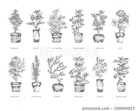 Set of hand drawn monochrome natural herbs in pots sketch style Set of hand drawn monochrome natural herbs in pots sketch style 100694923