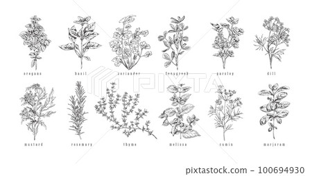 Culinary herbs and plants set hand drawn sketch vector illustration isolated. 100694930