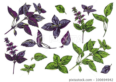 Red rubin and green basil herb collection, sketch vector illustration isolated. 100694942