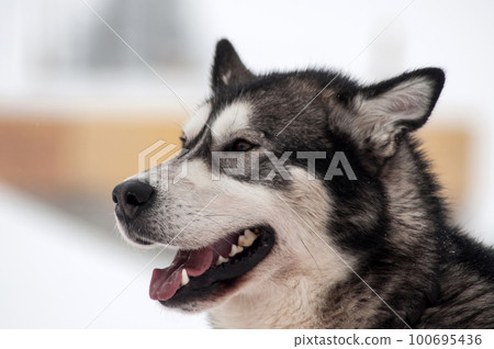 Husky dog portrait Husky dog portrait 100695436