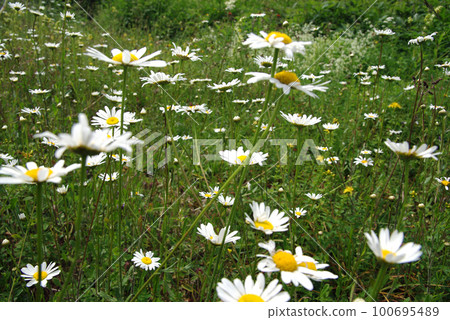 Field of daisies in spring Field of daisies in spring 100695489