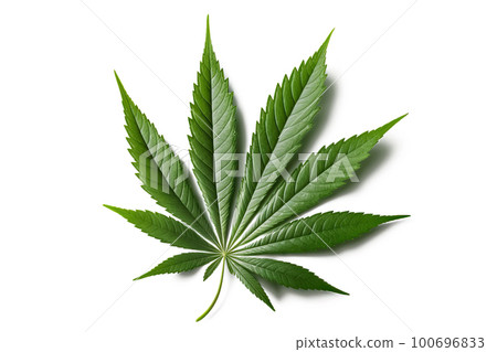 A leaf of cannabis inflorescence isolate on a white background. 100696833