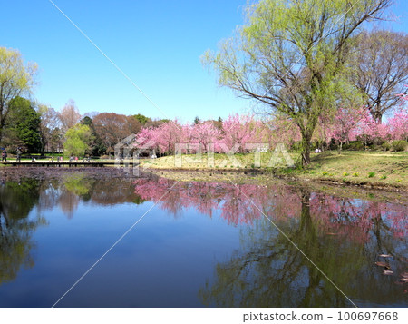 Peach blossoming landscape 100697668