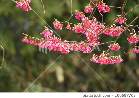 Sunny morning Kanhizakura in full bloom 100697702