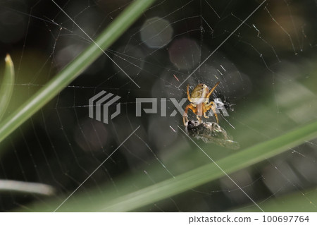 Creatures: Spiders, Mutsuboshionigumo, adults can be seen in the summer. This is a juvenile in late March Creatures: Spiders, Mutsuboshionigumo, adults can be seen in the summer. This is a juvenile in late March 100697764