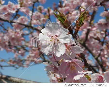 Kawazu cherry blossoms in full bloom 100698552