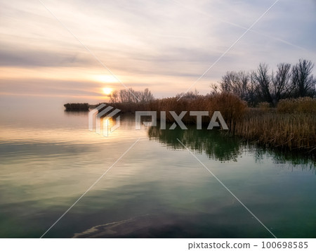 Sunset lights in the reed in lake Balaton of Hungary 100698585