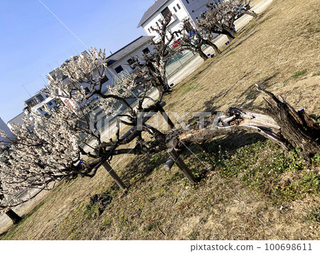 Gutsy Ume Gutsy Ume 100698611