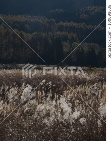 Nishino, Kaida Kogen: A field of pampas grass in the autumn breeze 100698638
