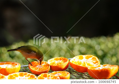 As soon as the brown-eared bulbul left, the white-eye came to eat the mandarin orange. 100698745