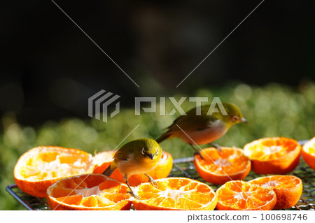 As soon as the brown-eared bulbul left, the white-eye came to eat the mandarin orange. 100698746