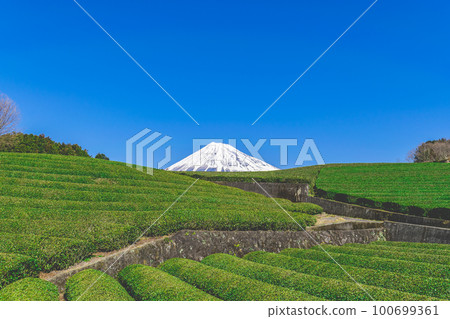 Mount Fuji and tea plantation 100699361