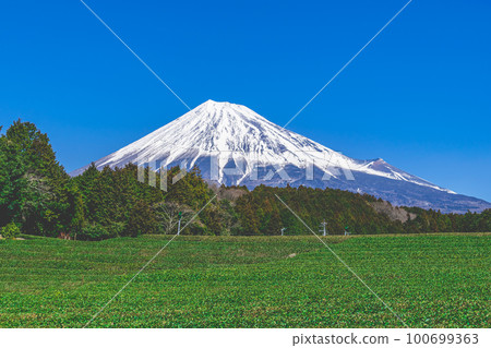 Mount Fuji and tea plantation 100699363