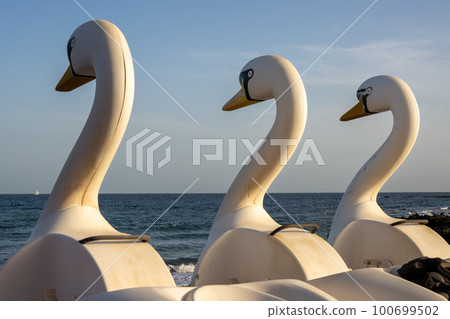 Swan water bikes, Pozo Negro, Fuerteventura Swan water bikes, Pozo Negro, Fuerteventura 100699502