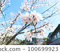 Cherry blossoms blooming 100699923