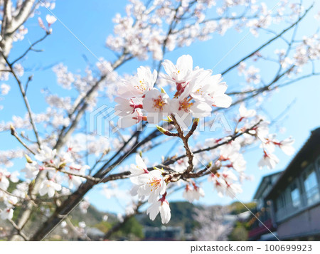 櫻花盛開 櫻花盛開 100699923