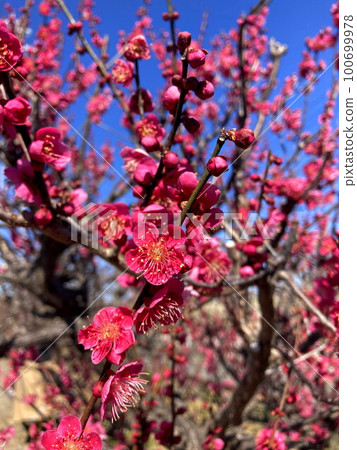 Scarlet plum 100699978