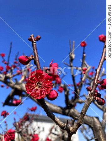 Scarlet plum 100699981
