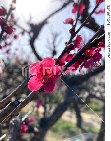 Scarlet plum 100699989