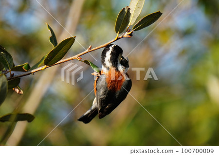 Varied tit actively looking for food as the sun rises and warms up Varied tit actively looking for food as the sun rises and warms up 100700009