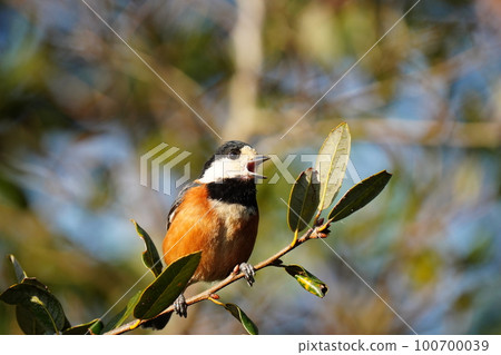 Varied tit actively looking for food as the sun rises and warms up Varied tit actively looking for food as the sun rises and warms up 100700039