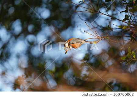 Varied tit actively looking for food as the sun rises and warms up 100700068