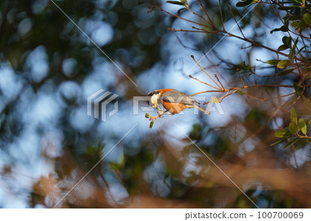 Varied tit actively looking for food as the sun rises and warms up Varied tit actively looking for food as the sun rises and warms up 100700069