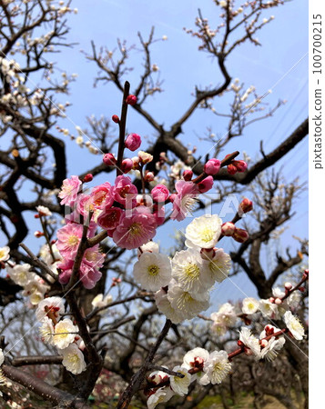 Genpei bloom plum Genpei bloom plum 100700215