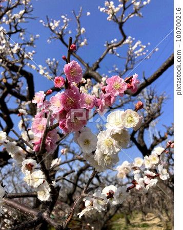 Genpei bloom plum 100700216