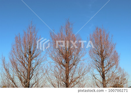 Deciduous trees Deciduous trees 100700271