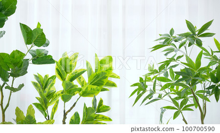 窗戶和植物日光浴室 100700590