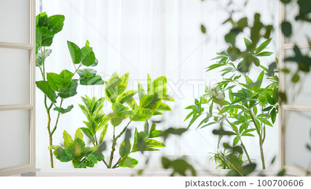 Windows and plants Solarium 100700606