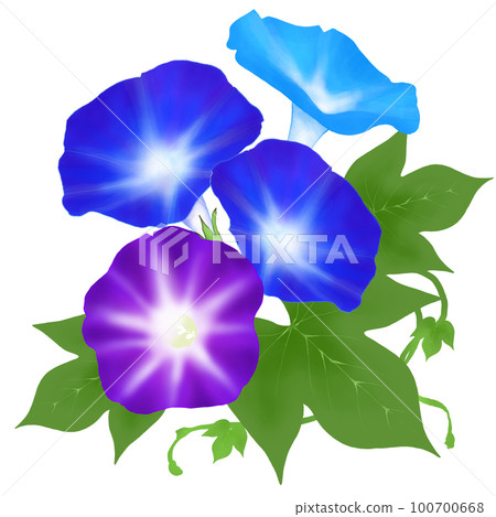 Illustration of morning glory 100700668