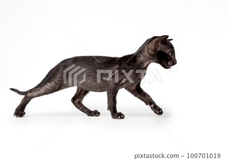 Little oriental black kitten walking isolated on white background. 100701019