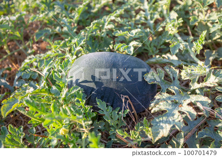 Watermelon in the field 100701479