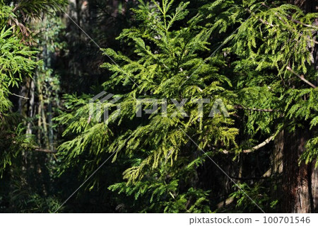 Cedar leaves. Cedar leaves. 100701546