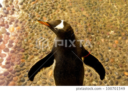 Aquarium @ penguin Aquarium @ penguin 100701549