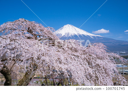 （靜岡縣）富士宮市淺勝寺的垂枝櫻花和富士山 100701745