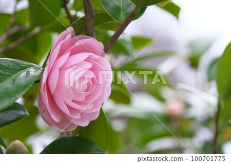 Otomesubaki 100701775